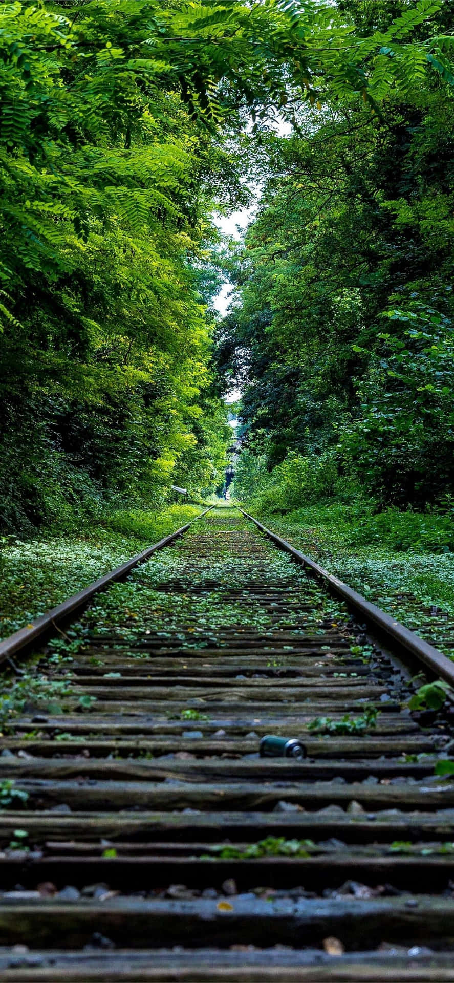 Green Canopy Railroad Path.jpg Wallpaper