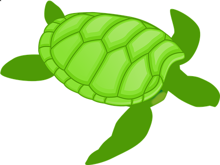 Green Cartoon Turtle Illustration PNG