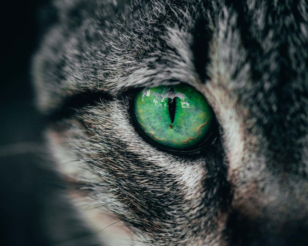 Green Cat Eye Closeup Wallpaper