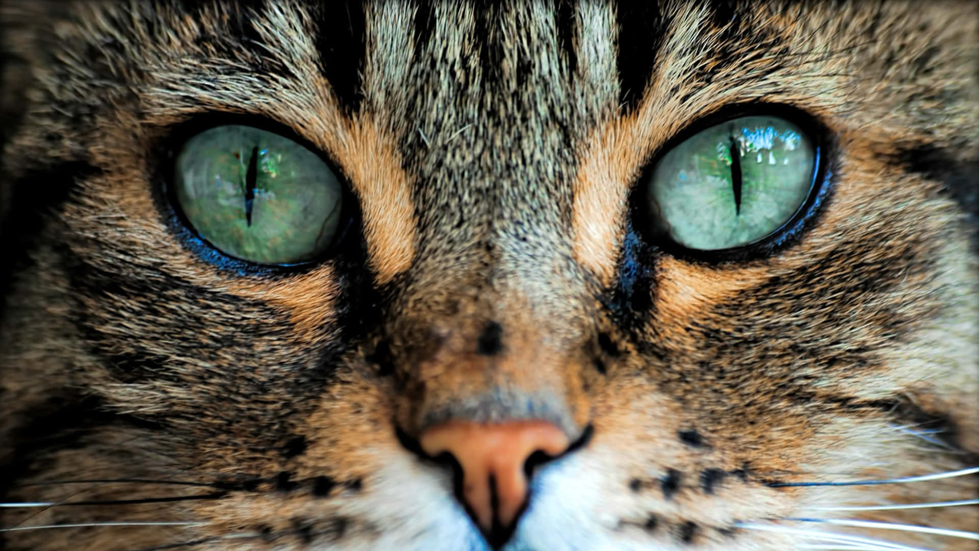 Green Cat Eyes Egyptian Mau Background