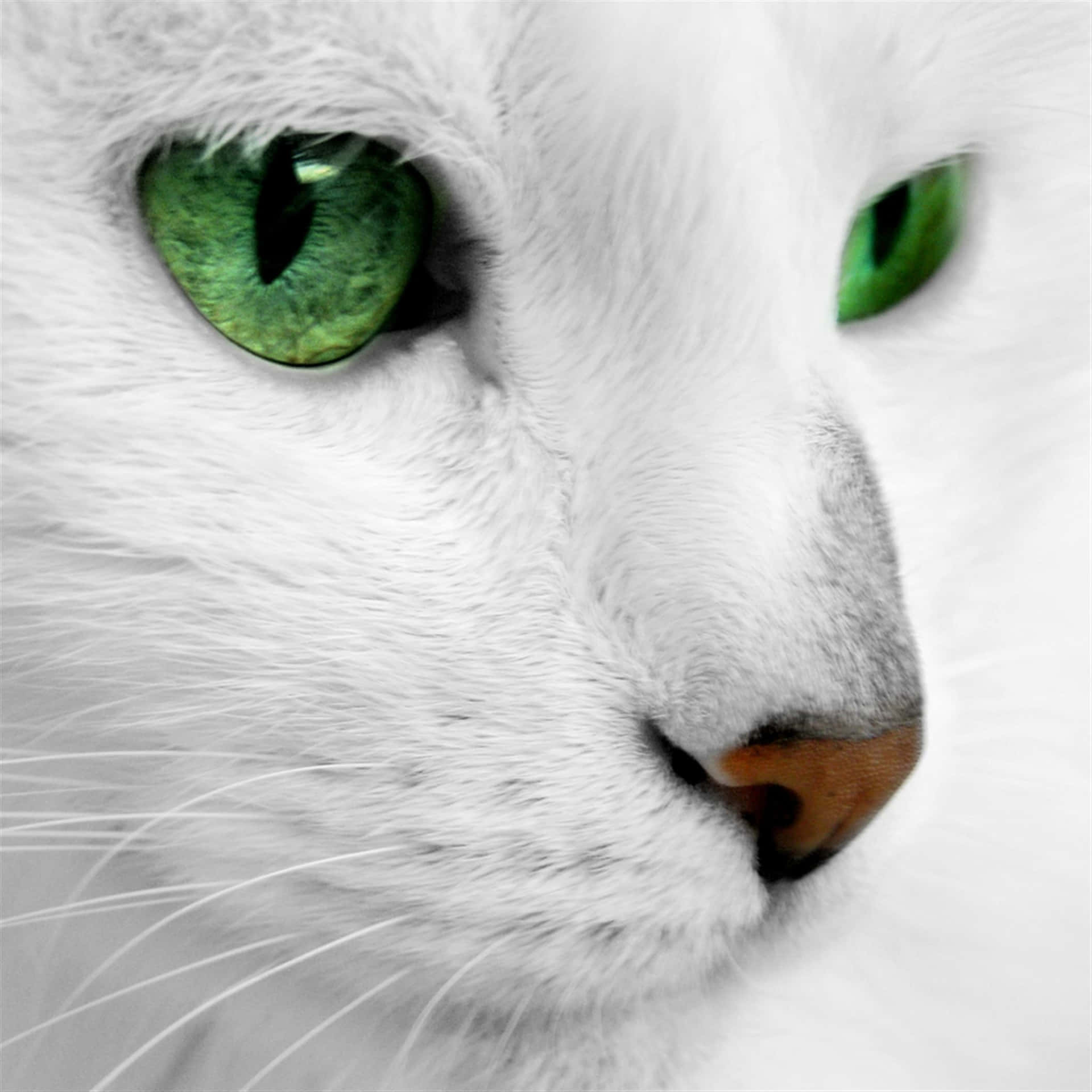 Green Cat Eyes White Cat Background