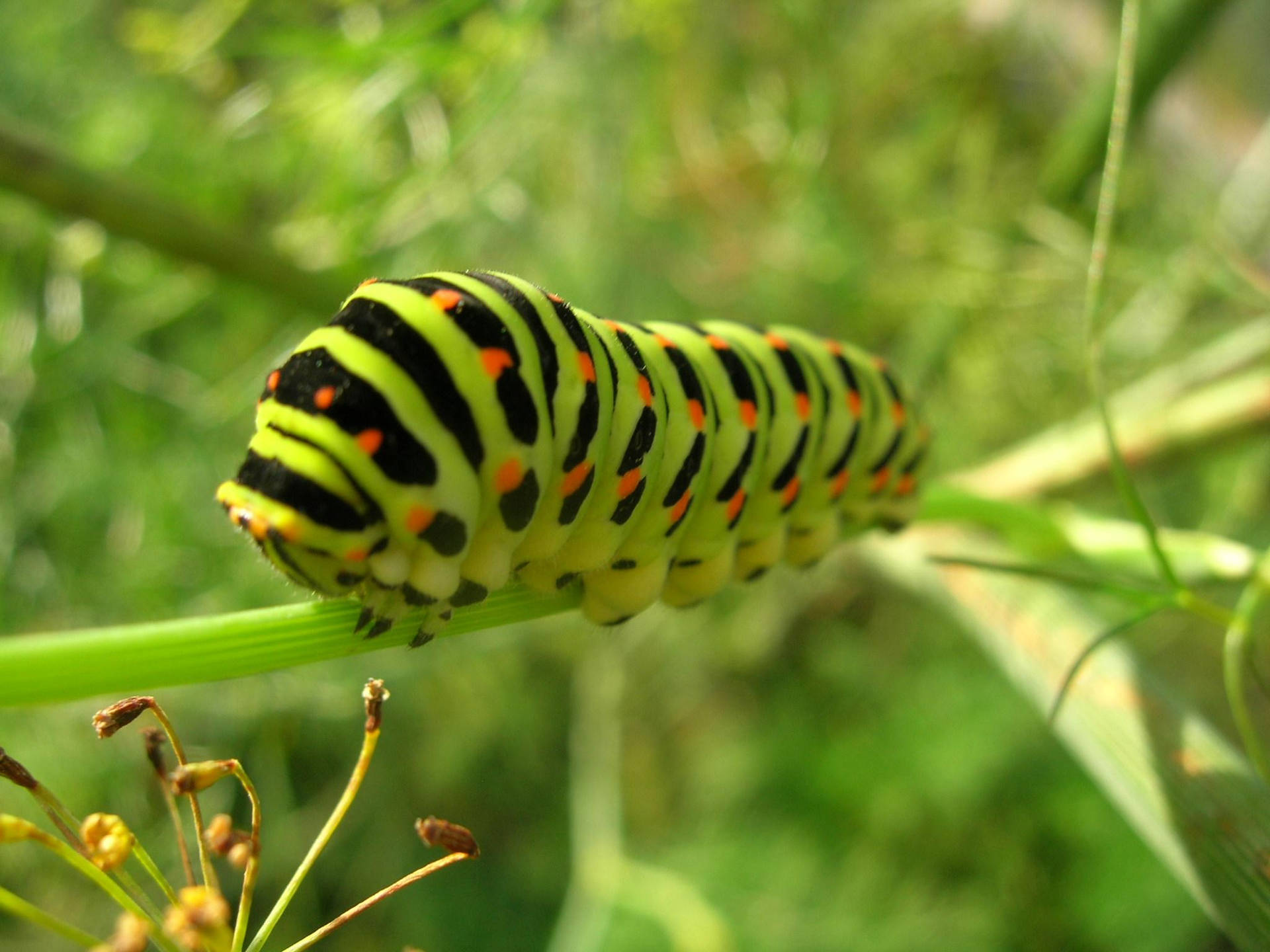 Green Caterpillar With Short Legs Wallpaper