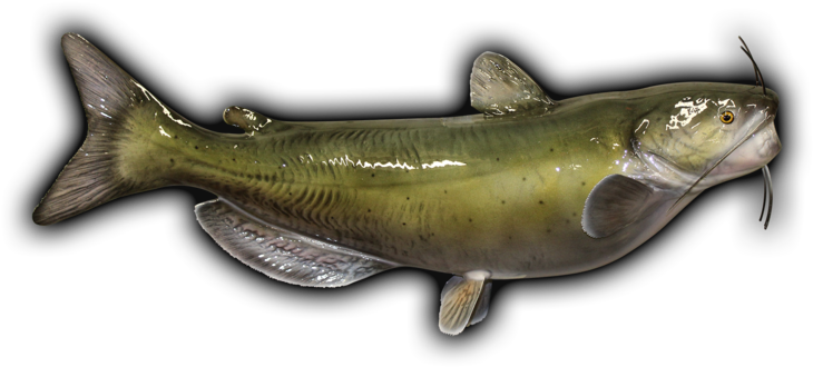 Green Catfish Side View PNG