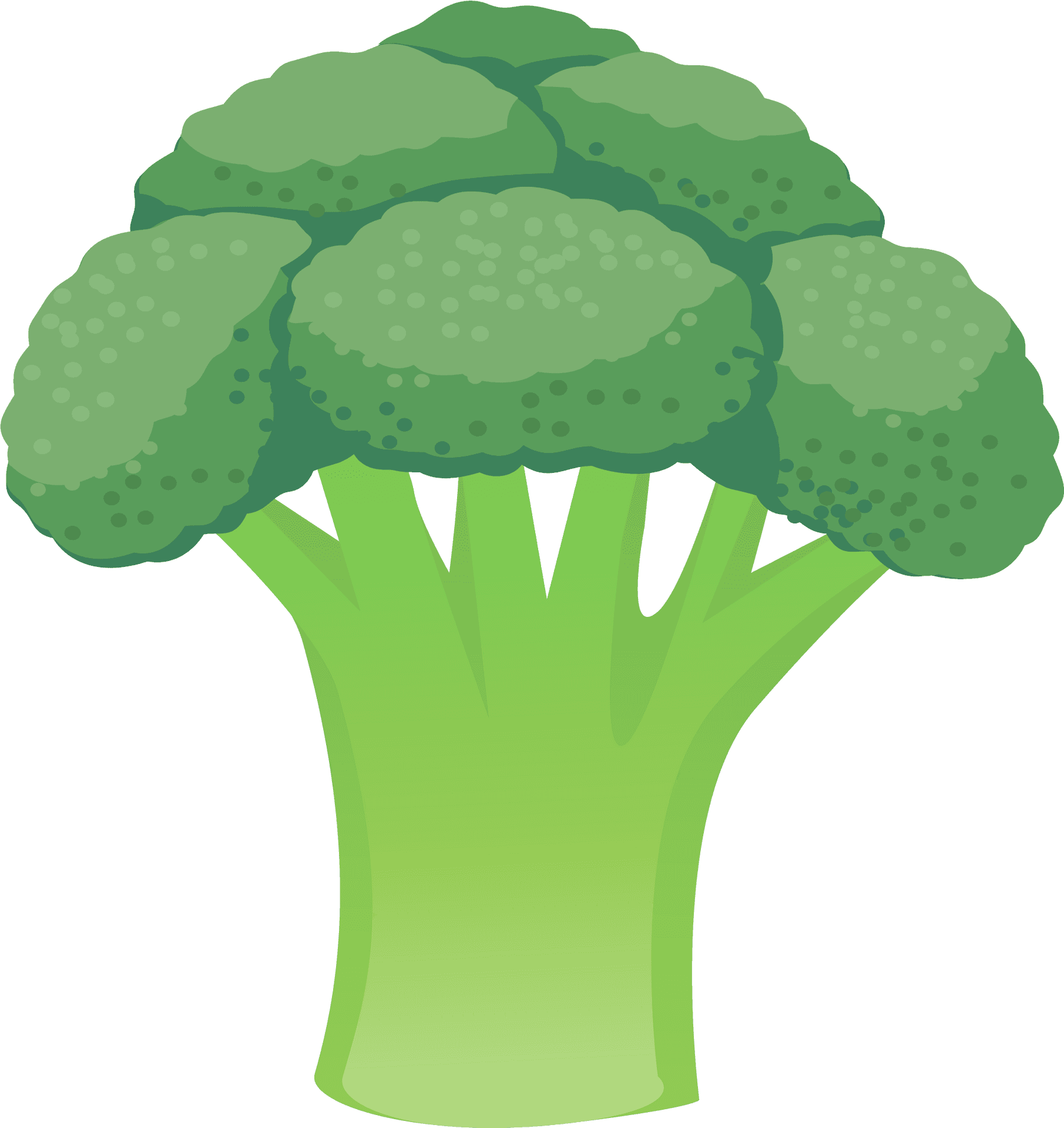 Green Cauliflower Illustration PNG