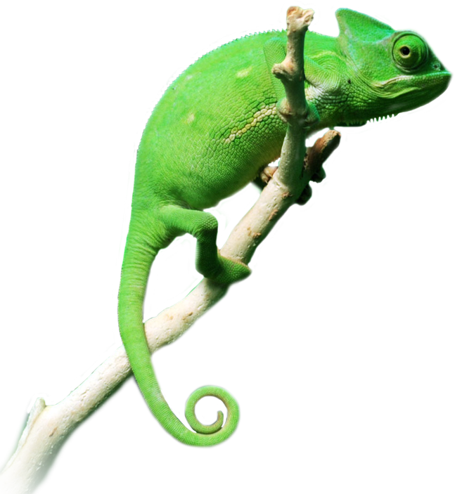 Green Chameleonon Branch.png PNG