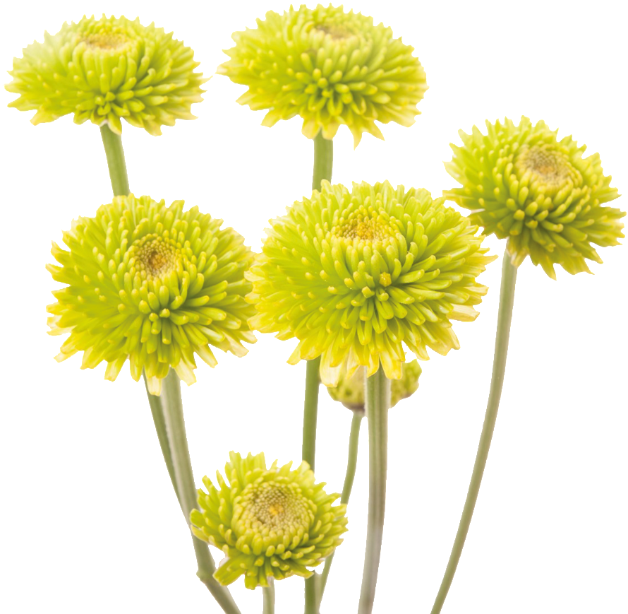 Green Chrysanthemums Transparent Background PNG