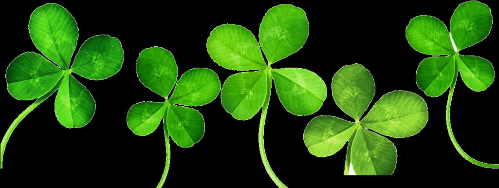 Green Clover Leaf Clipart PNG