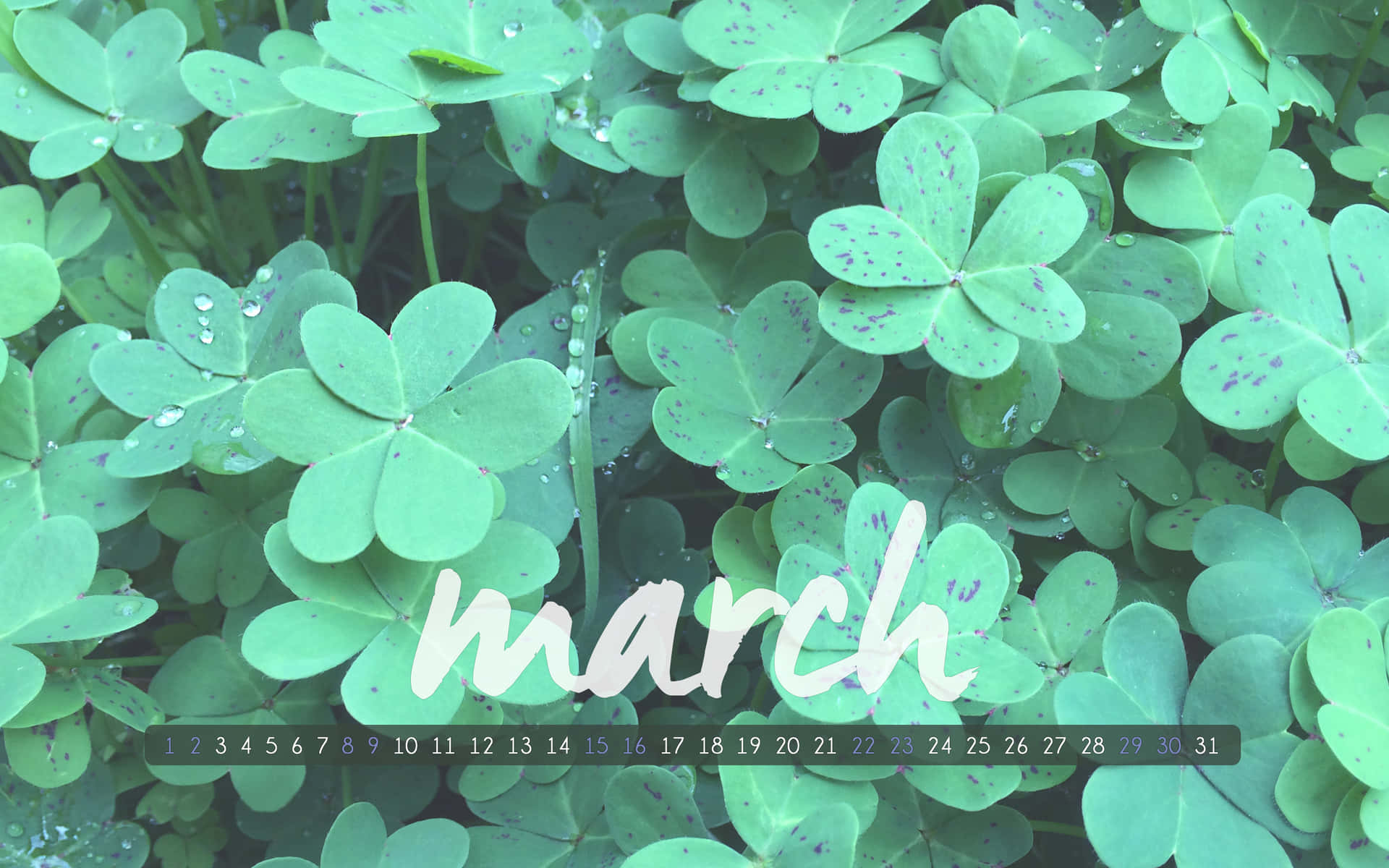 Green Clover March Calendar Wallpaper Wallpaper