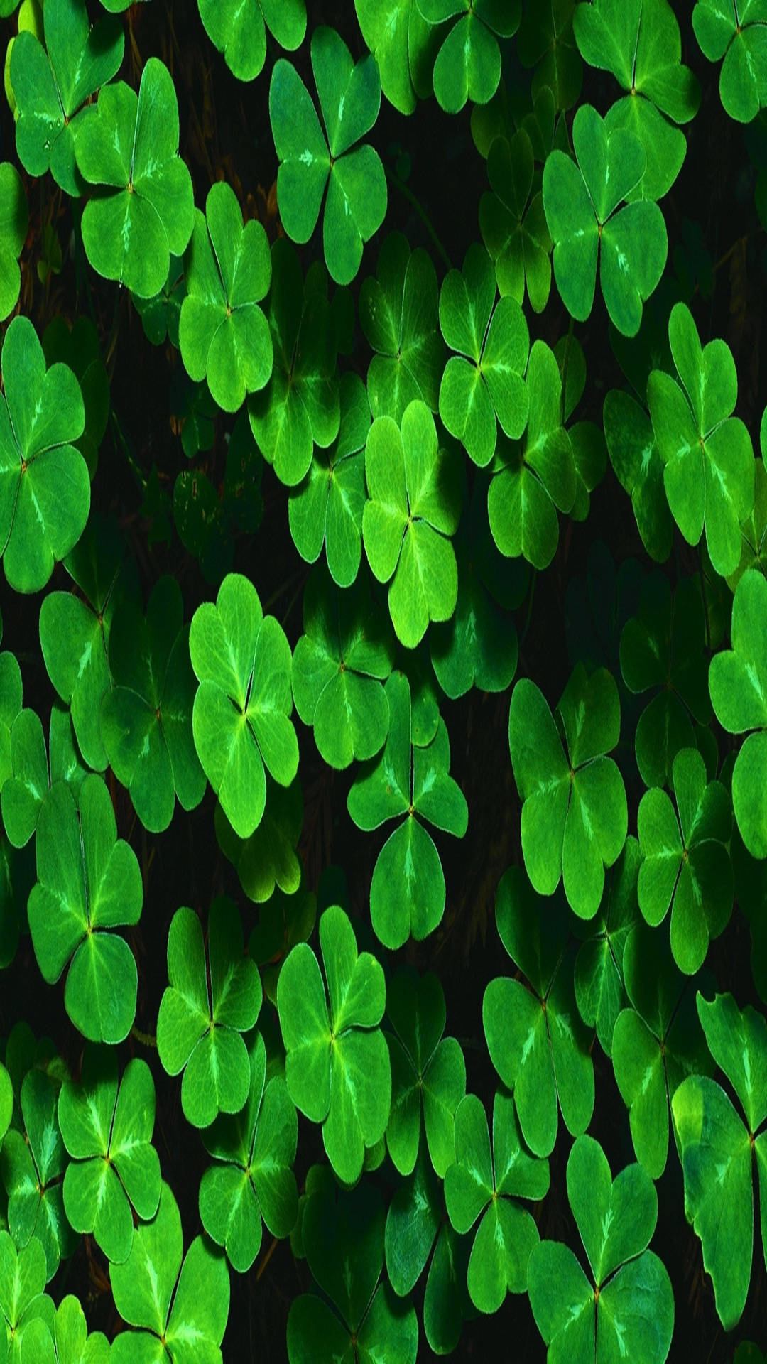 Green Clover Plants Full Hd Phone
