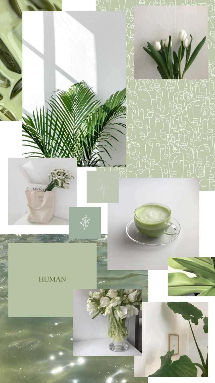 Giardinodi Tè A Collage Di Piante Verdi Sfondo