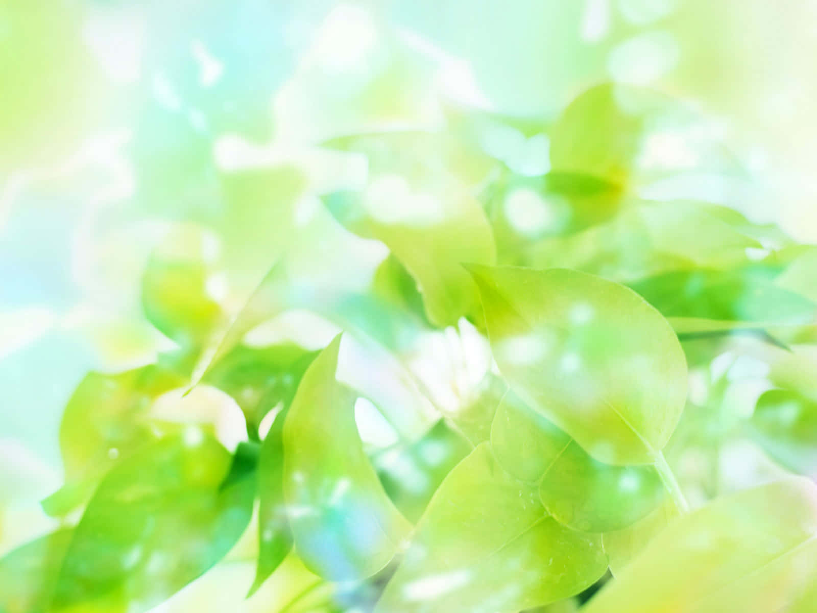 An idyllic lush green color background