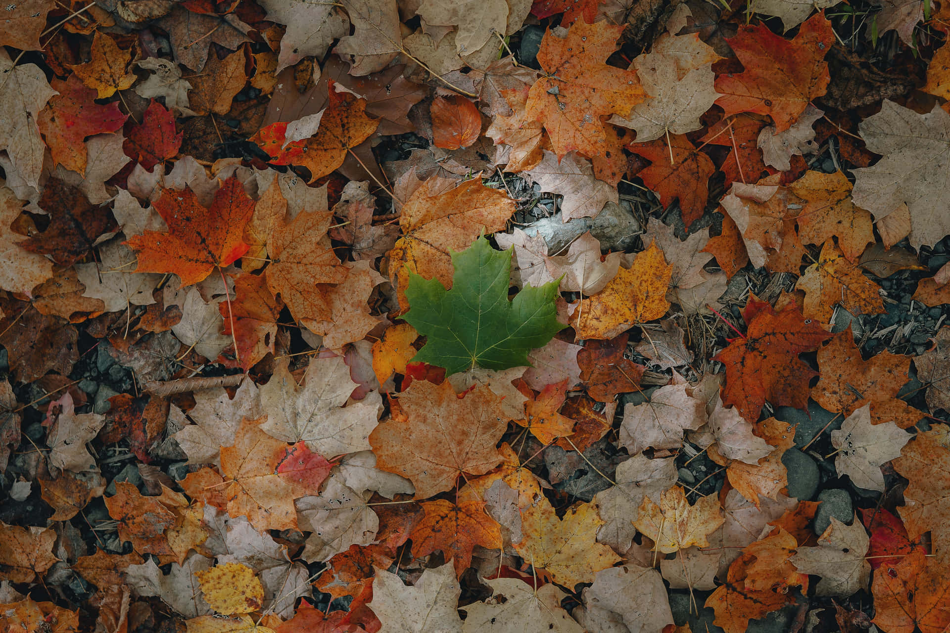 Green Conspicuous Leaf On A Ground With Autumn Leaves Wallpaper