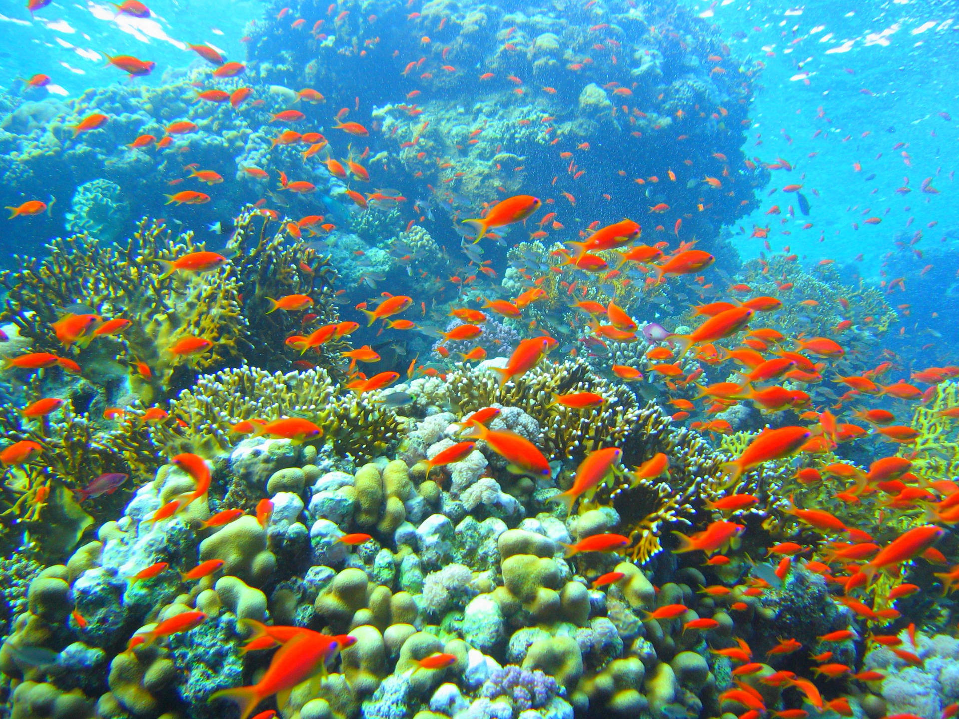 Arrecifede Coral Verde, Pez Naranja. Fondo de pantalla