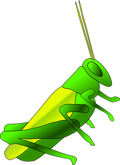 Green Cricket Illustration PNG