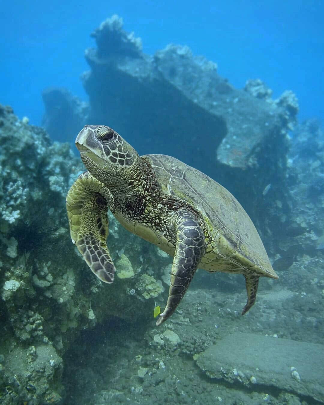 Green Cute Turtle In Deep Ocean Wallpaper