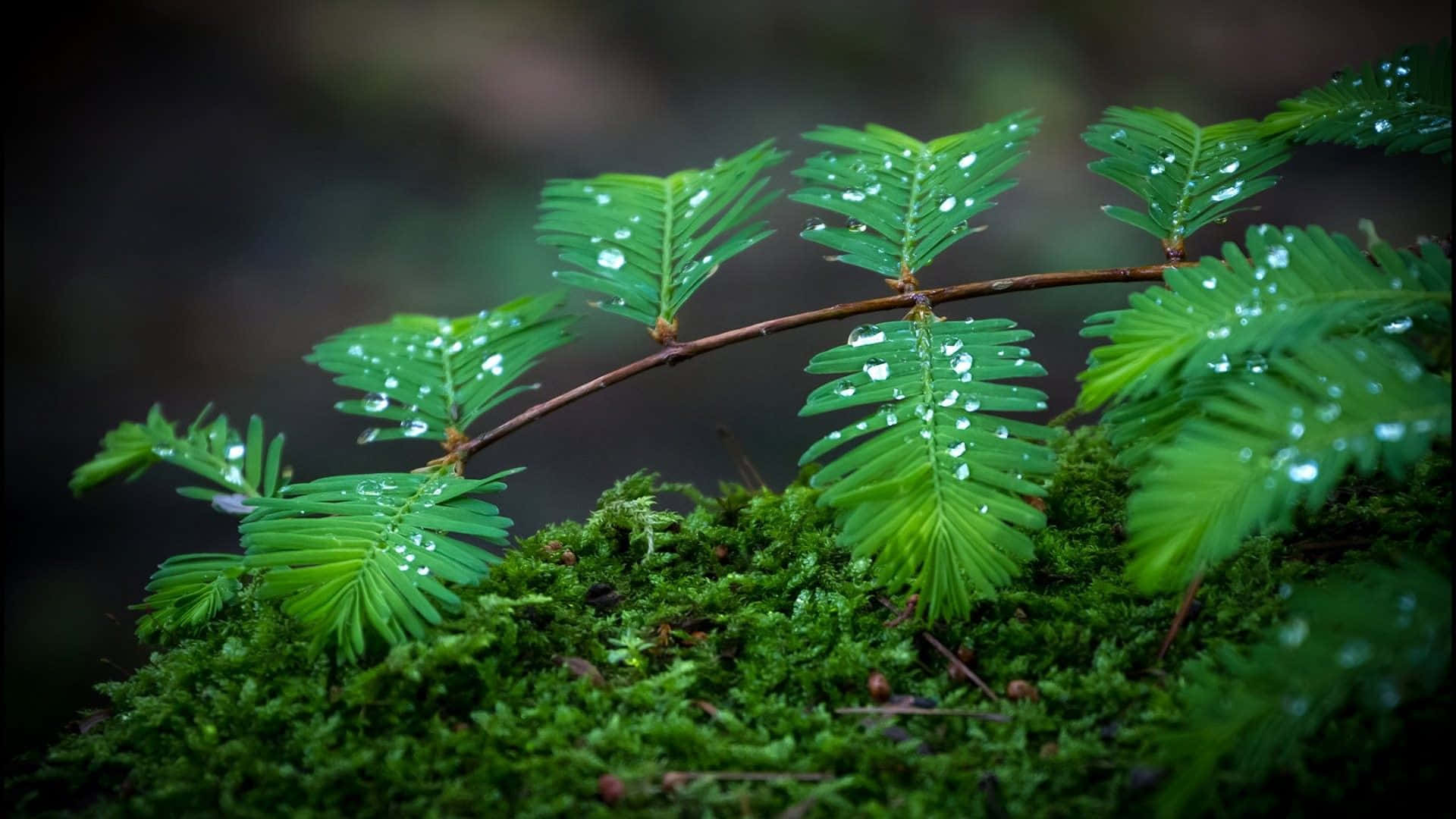 Moss Covered Branches With Water Droplets Wallpaper