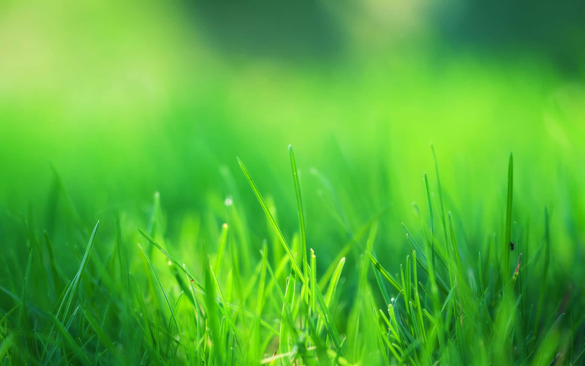 Green Grass In The Sunlight Wallpaper