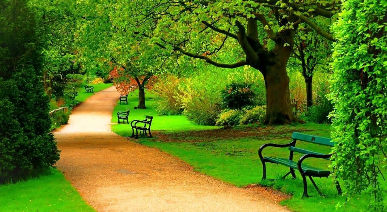 A Path With Benches And Trees In The Background Wallpaper