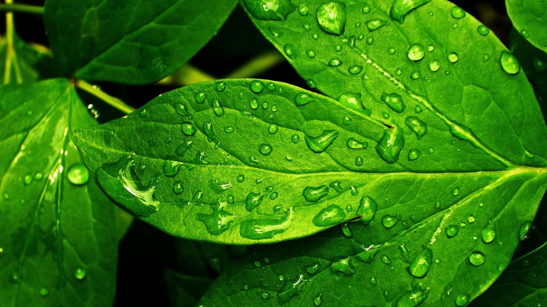 Wassertropfenauf Grünen Blättern Desktop Wallpaper