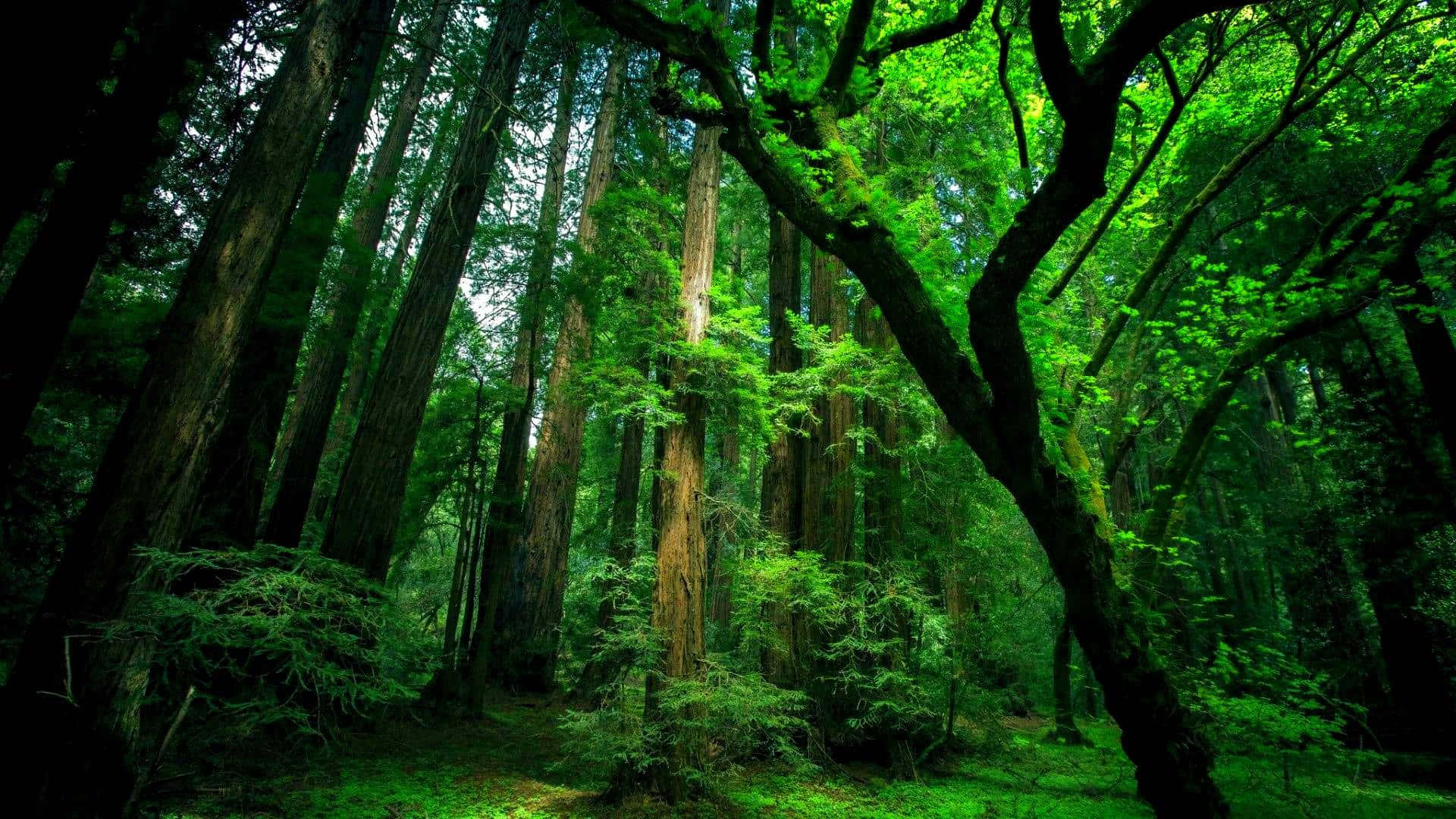Amazonasregenwald Bäume Grün Desktop Wallpaper