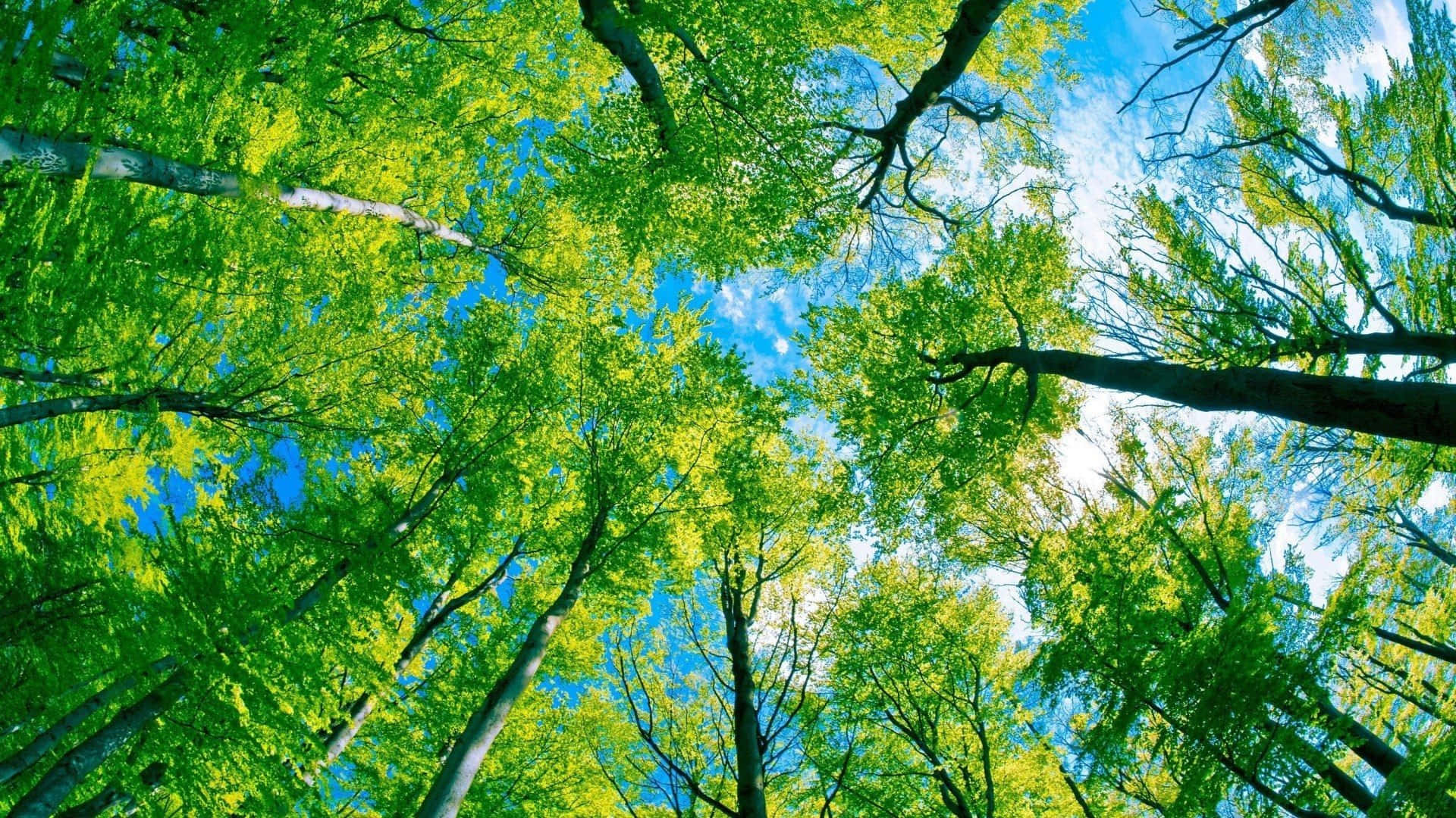 Tall Trees In Worm Eye View Green Desktop Wallpaper