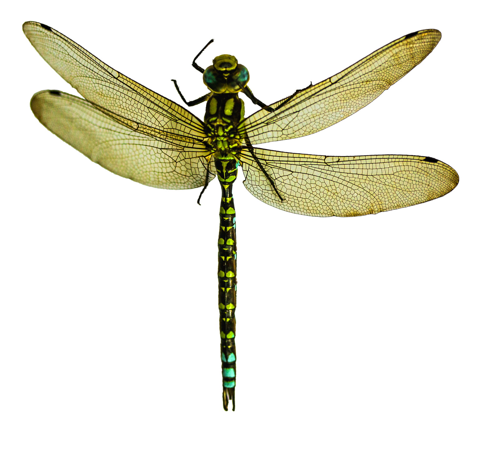 Green Dragonfly Transparent Background PNG