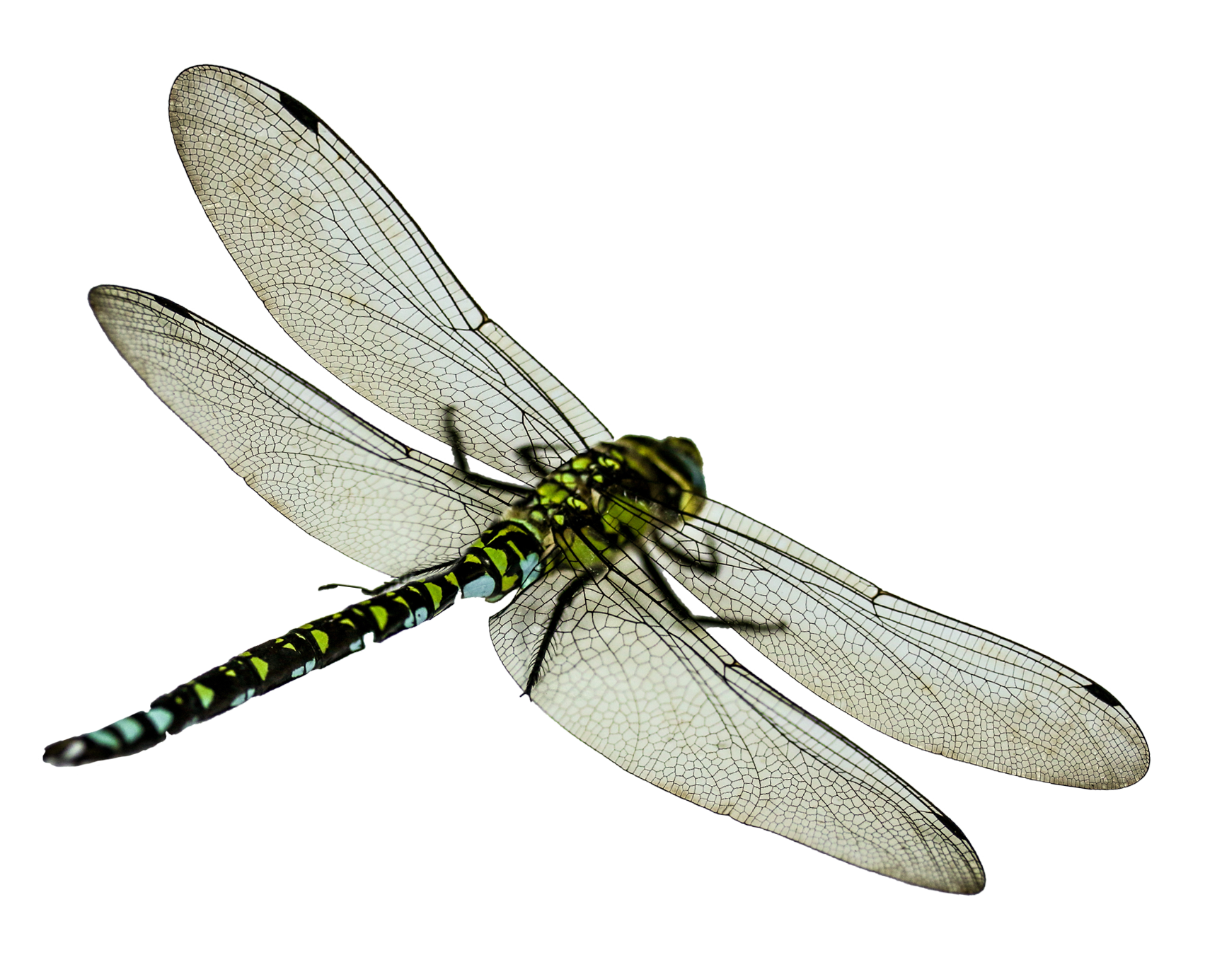 Green Dragonfly Transparent Background PNG