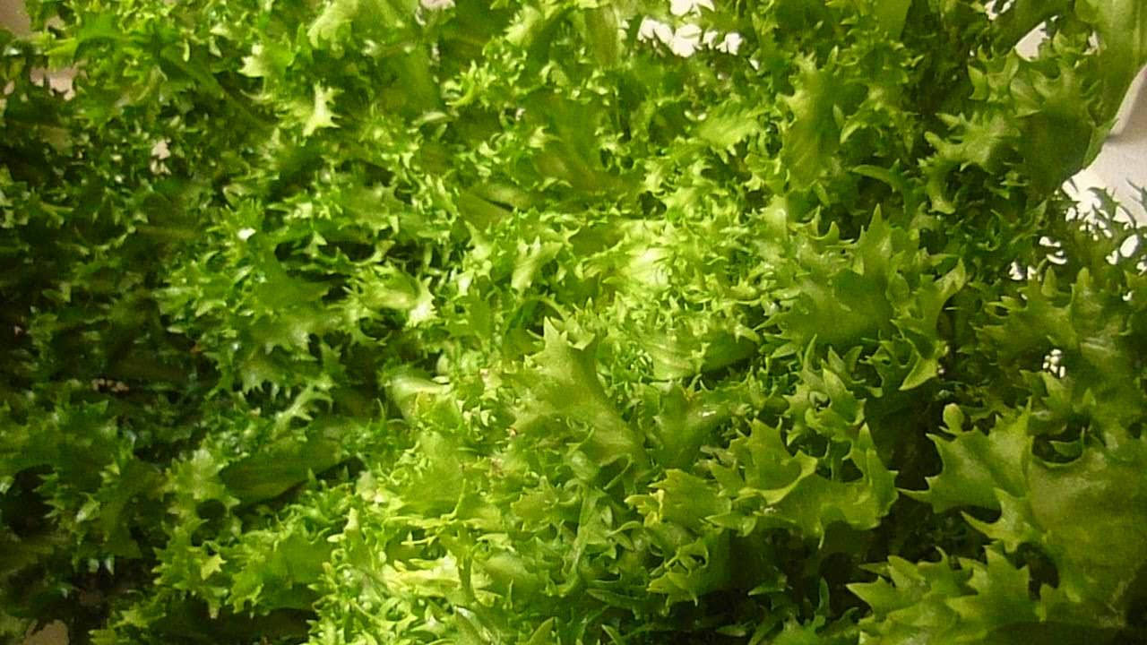 Grünesendivien-salatblatt Am Besten Für Gemüsesalat Geeignet Wallpaper
