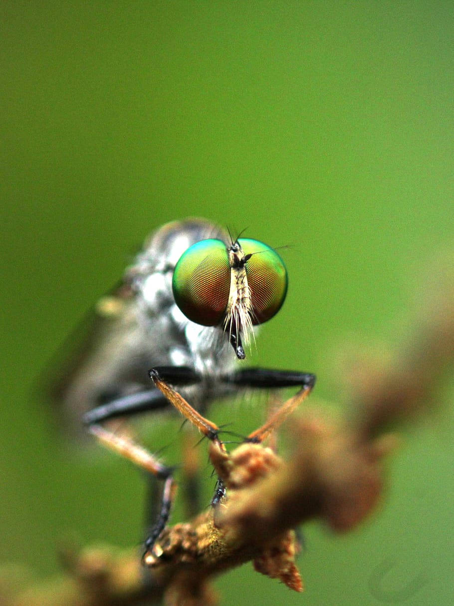 Green Eye Compound Fly Wallpaper