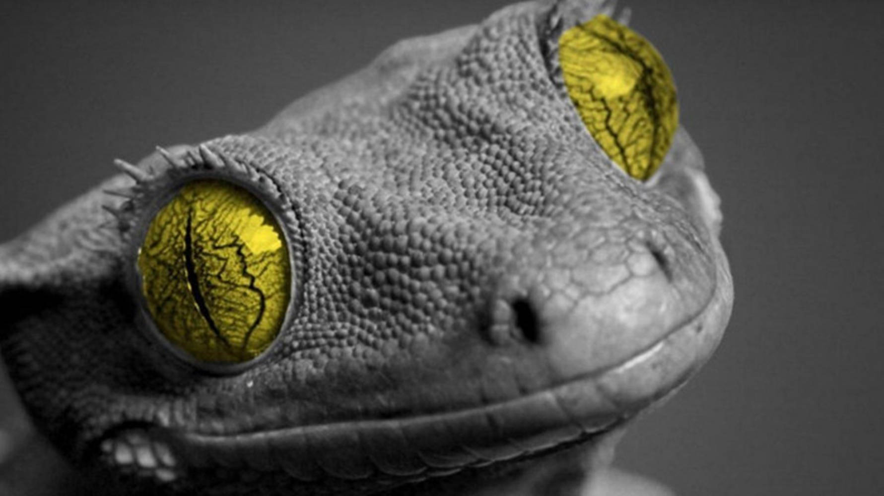 Geckode Olhos Verdes Em Escala De Cinza. Papel de Parede