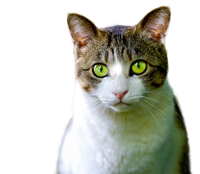 Green Eyed Tabby Cat Portrait PNG