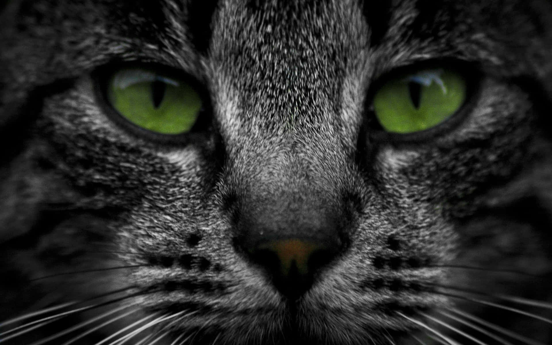 Green Eyes On Tabby Cat Background