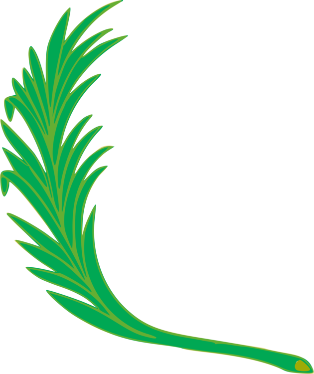 Green Feather Illustration PNG