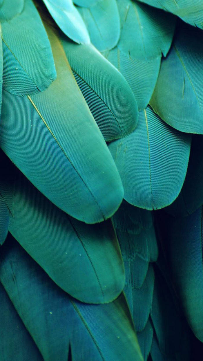 Green Feathers Iphone Ios 10