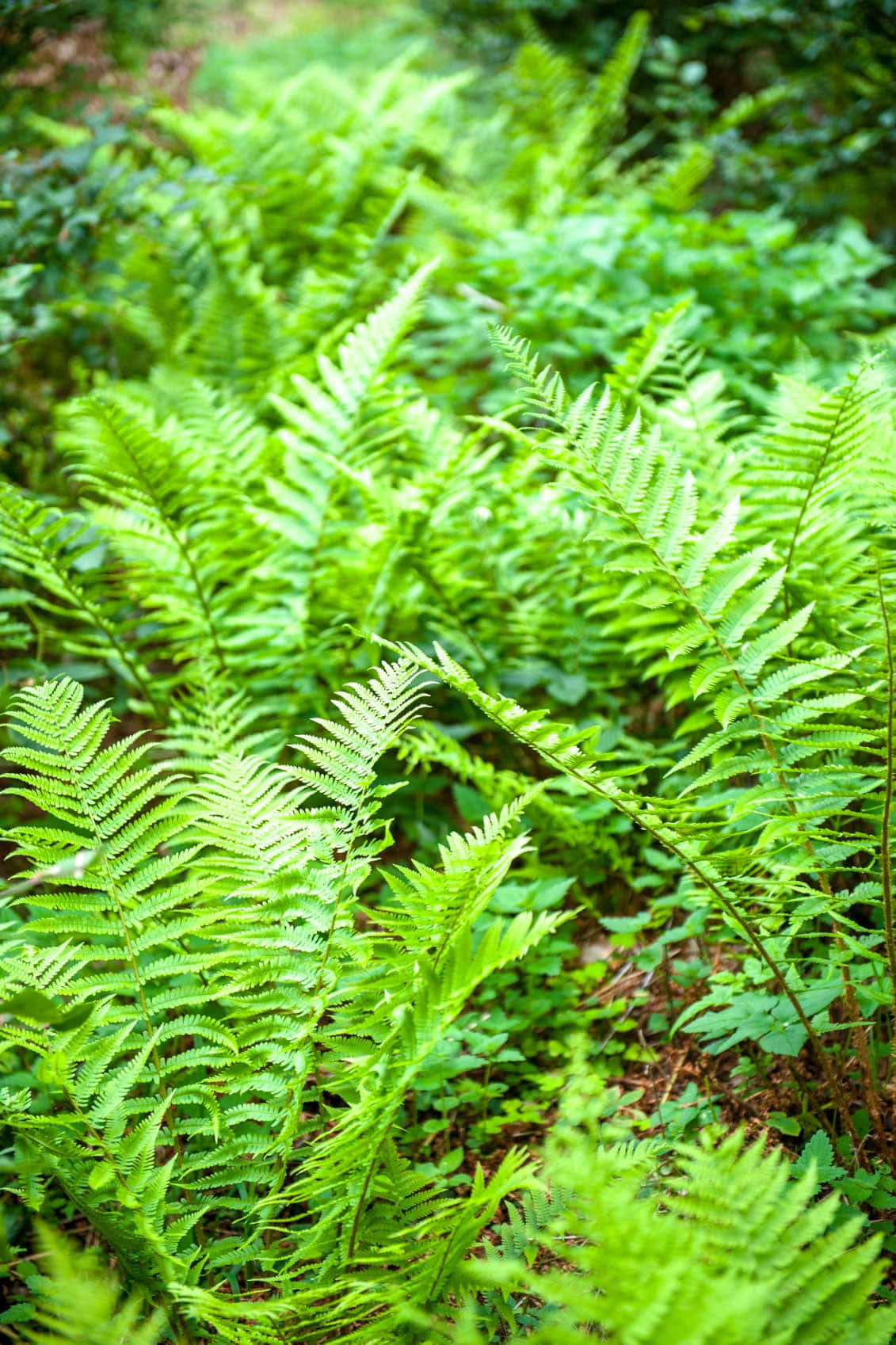 Lush Green Fern in its Natural Habitat Wallpaper