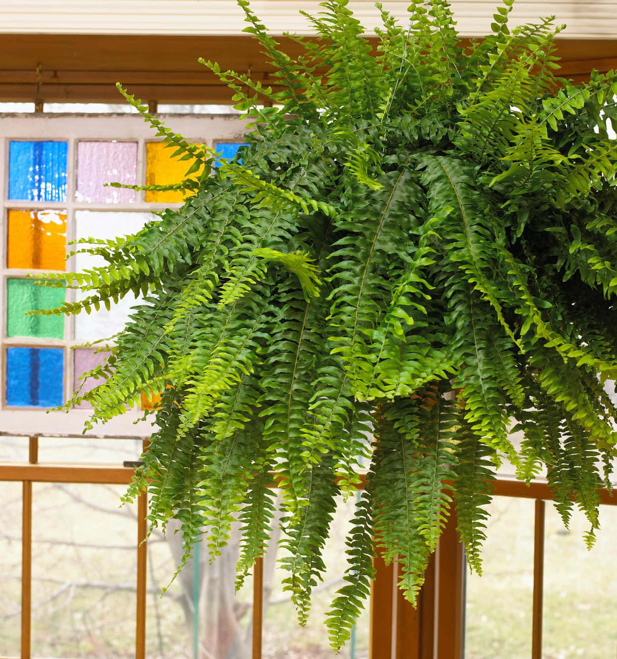 Lush Green Fern in the Wild Wallpaper