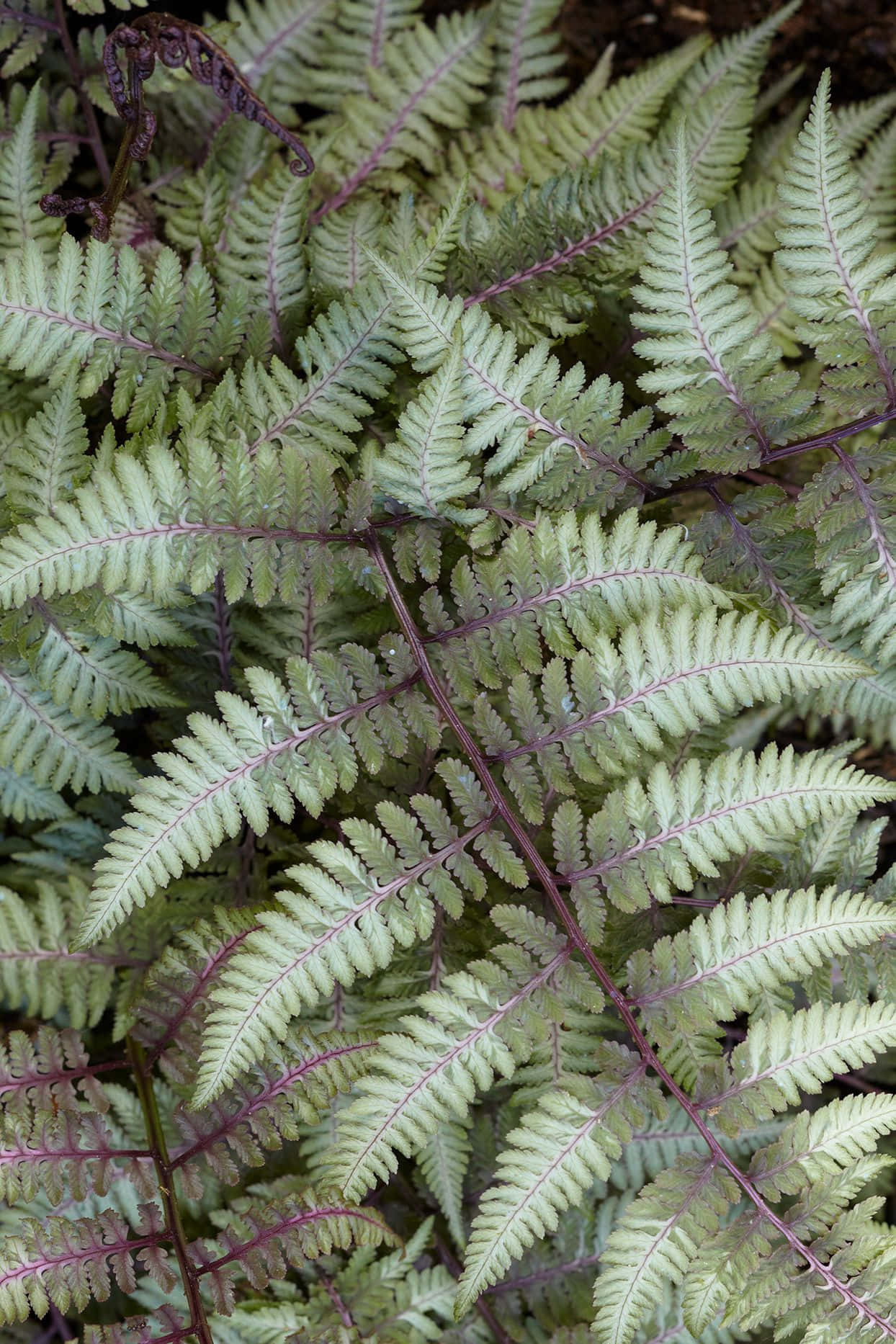 Lush Green Fern in its Natural Habitat Wallpaper