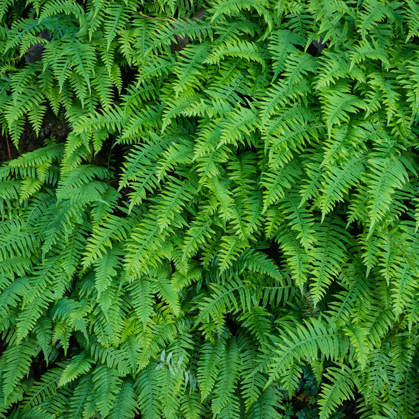 Lush Green Fern in Natural Environment Wallpaper
