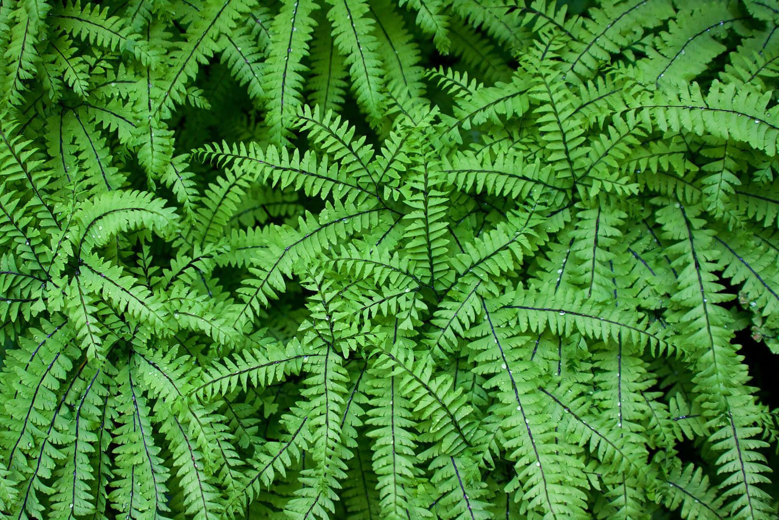 Lush Green Fern in Natural Setting Wallpaper