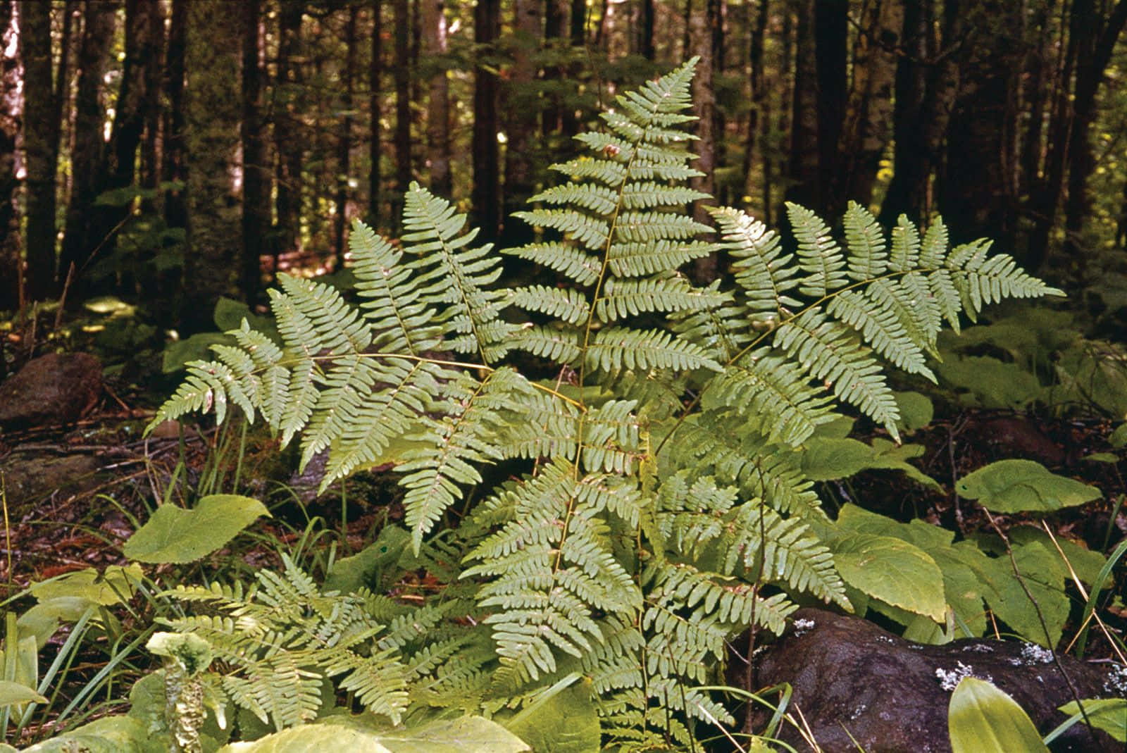 Lush Green Fern in Nature Wallpaper