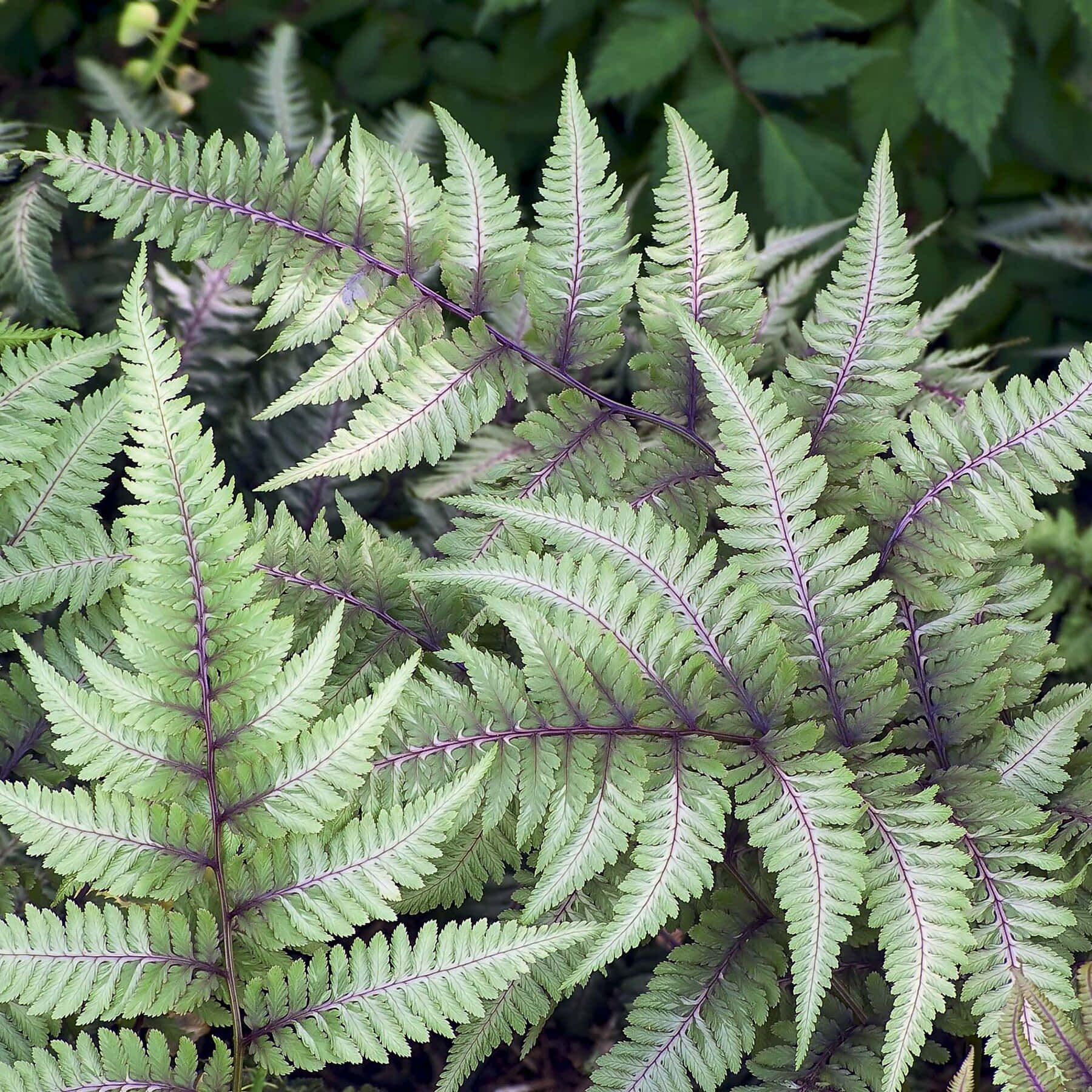 Lush Green Fern in Natural Habitat Wallpaper