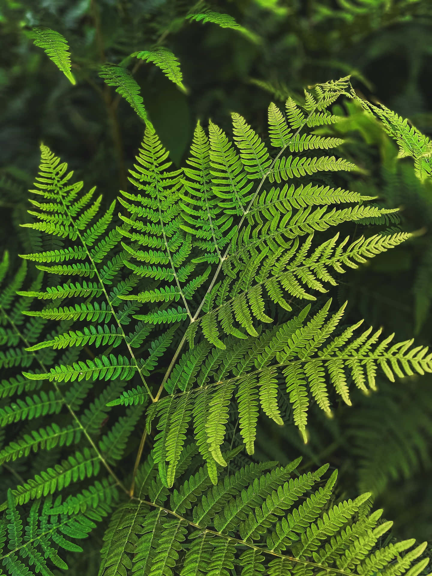 A Lush Green Fern in its Natural Ecosystem Wallpaper