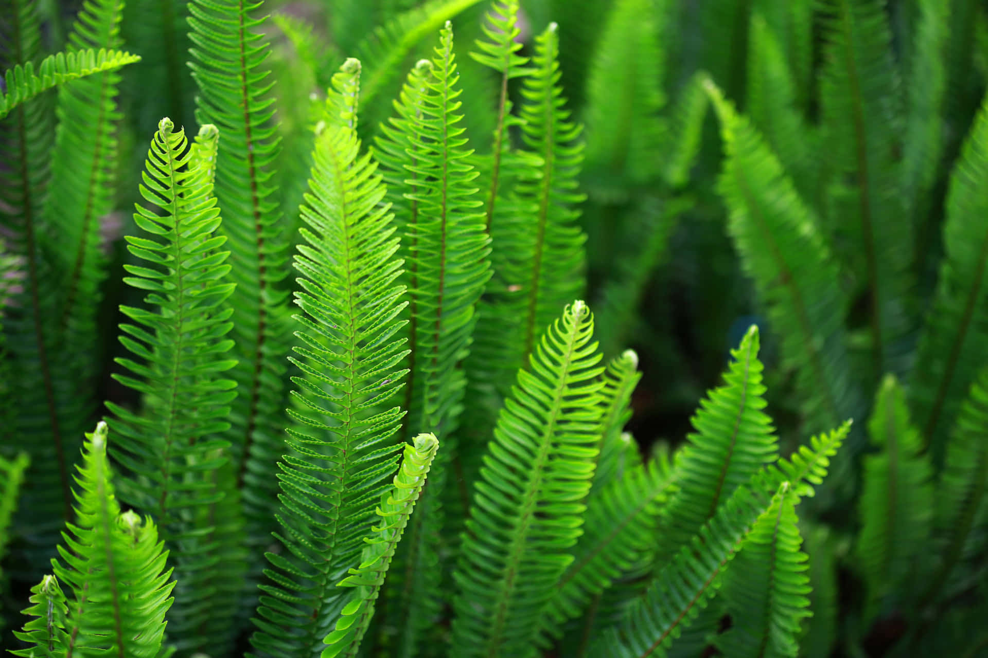 Vibrant Green Fern in the Forest Wallpaper