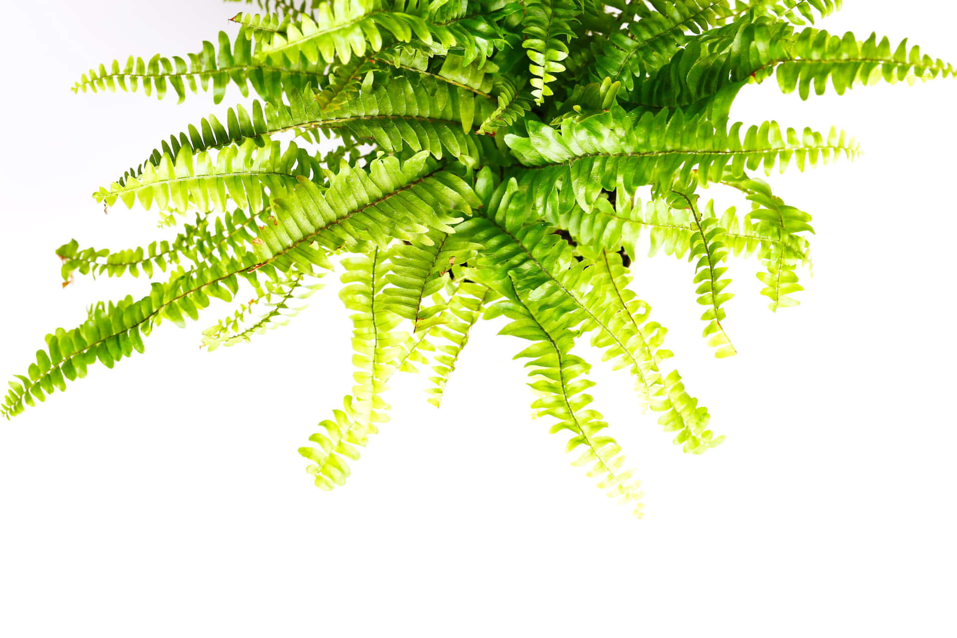 Green Fern in Nature Wallpaper