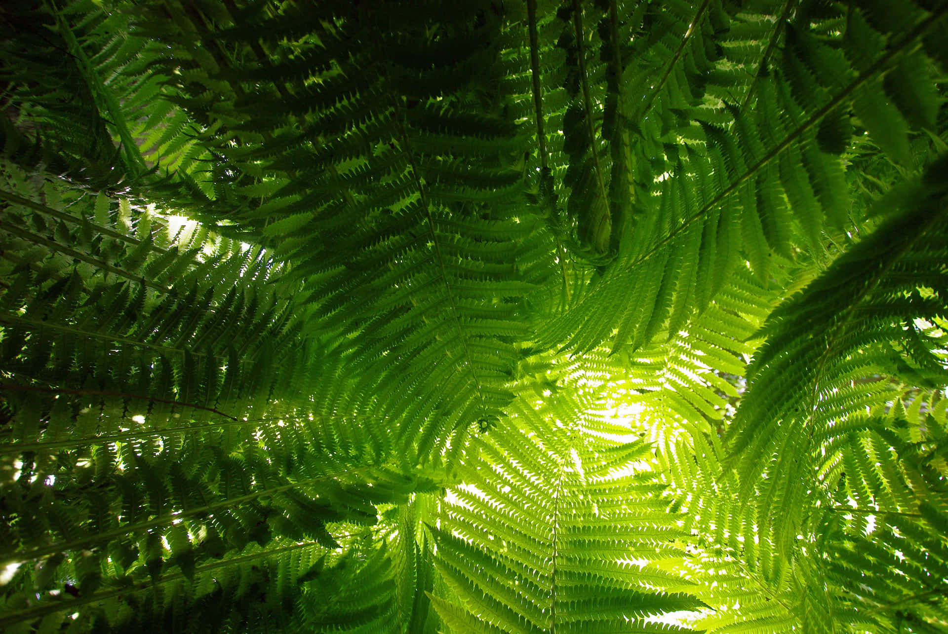 Vibrant Green Fern in Natural Habitat Wallpaper
