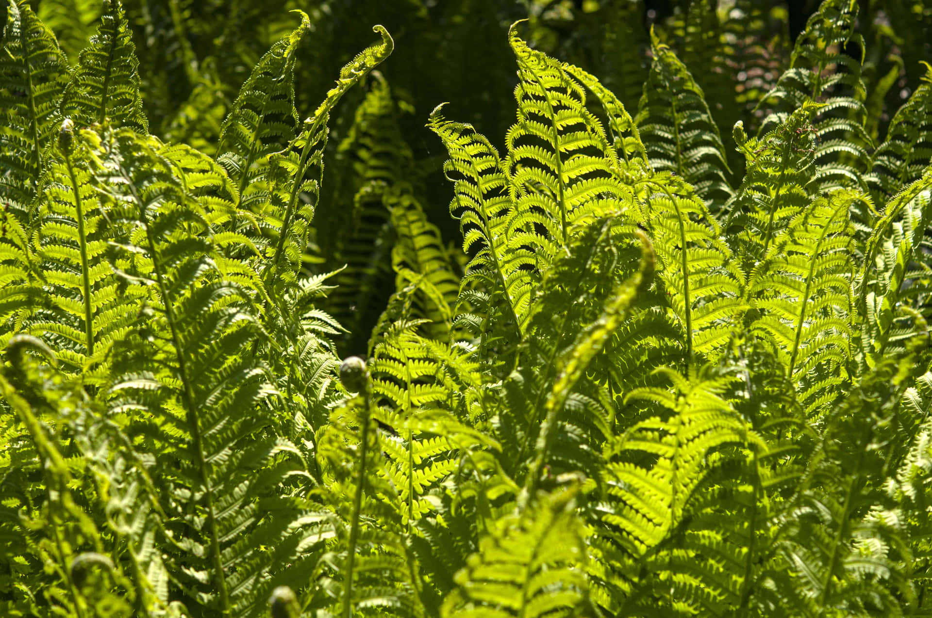 Vibrant Green Fern in Natural Habitat Wallpaper