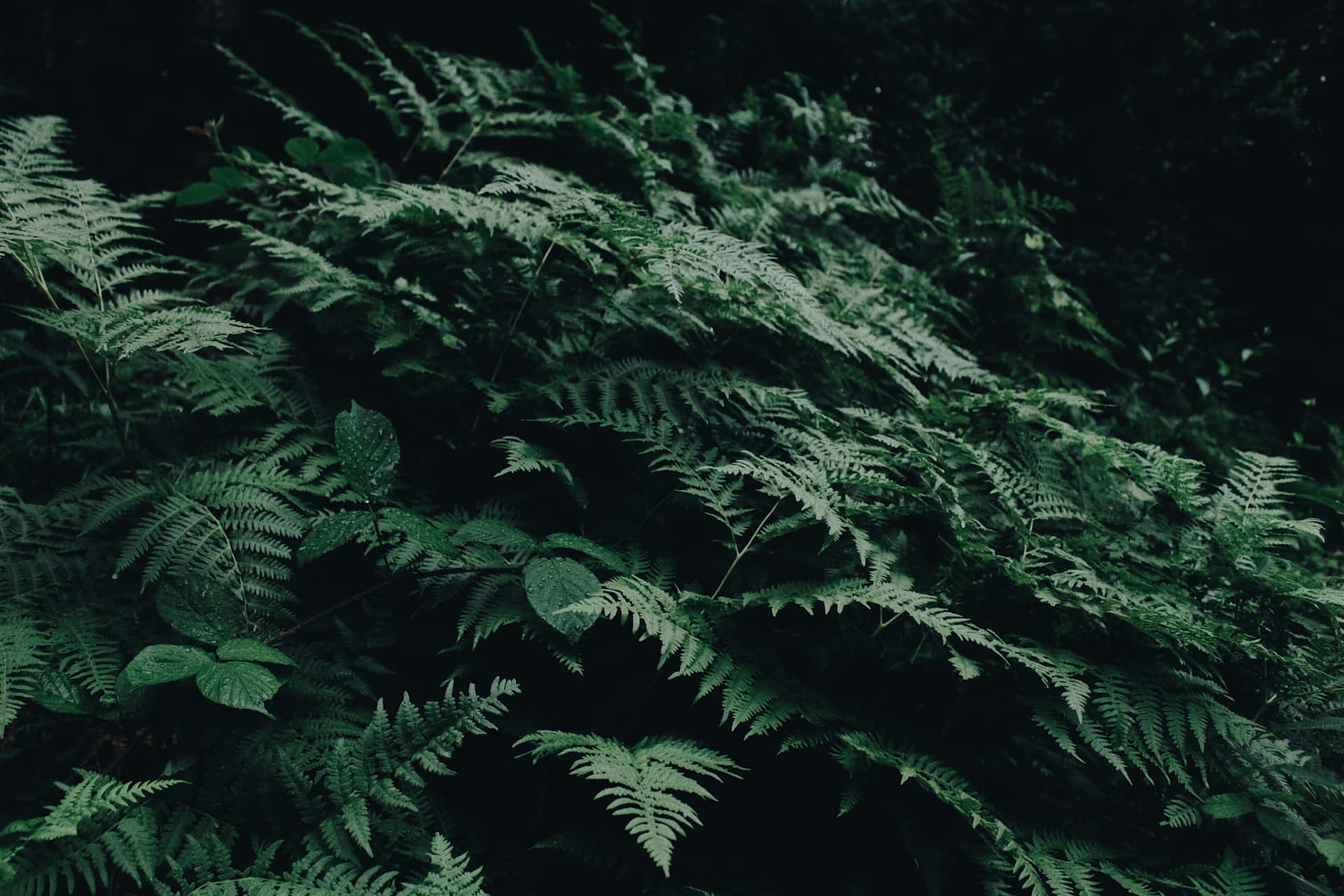 Lush Green Fern in the Forest Wallpaper