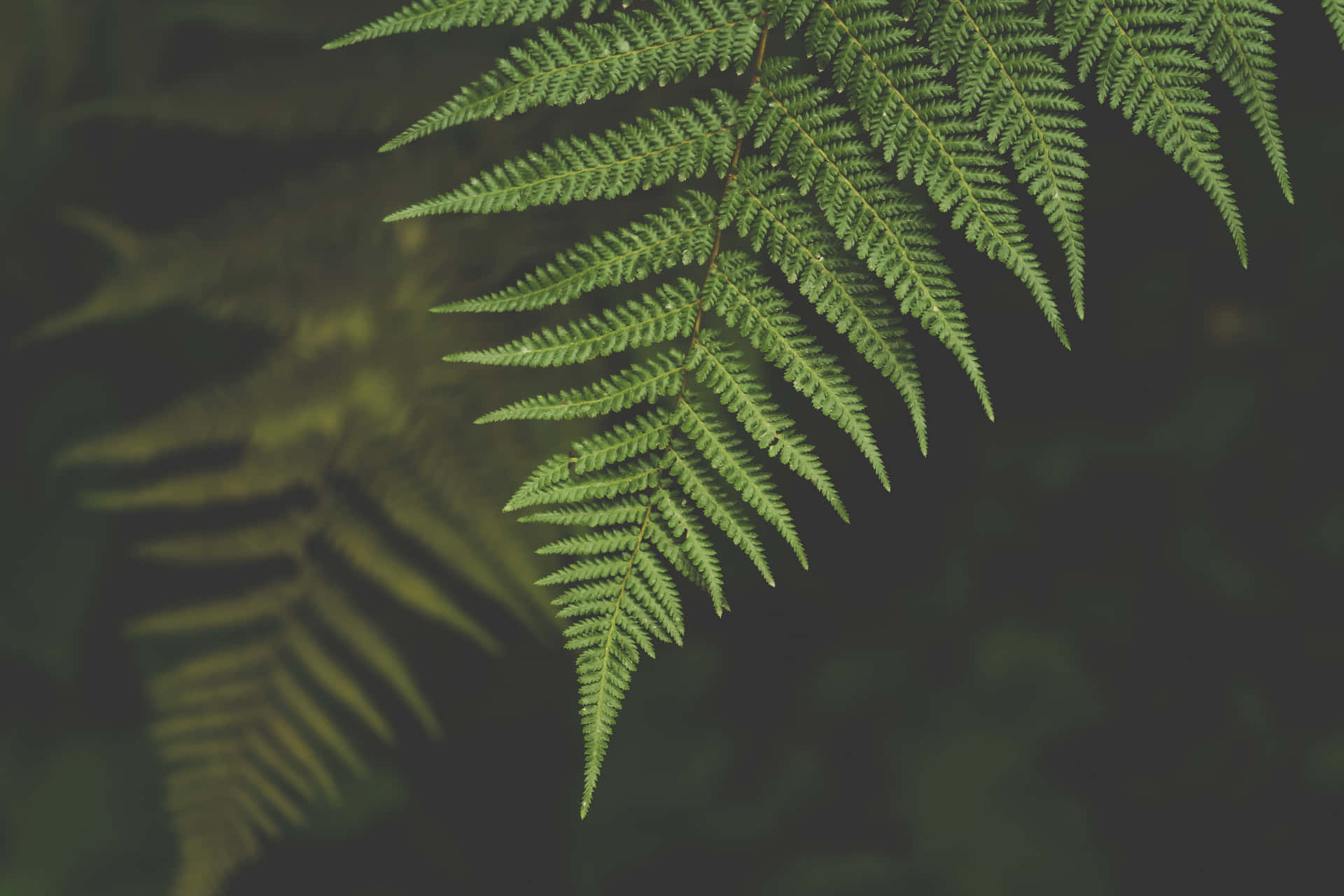 Lush Green Ferns in a Forest Wallpaper