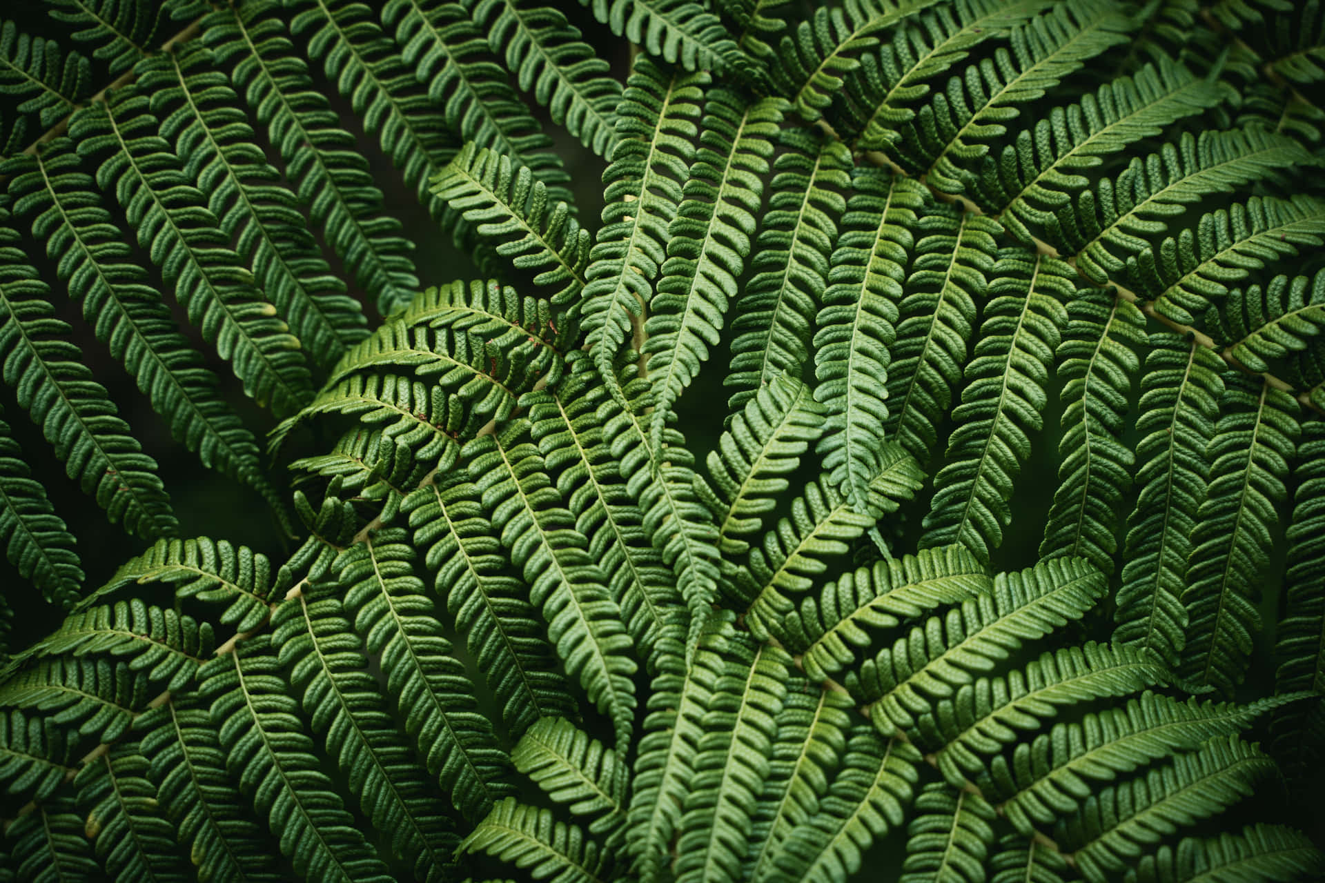 Lush Green Fern in Natural Habitat Wallpaper