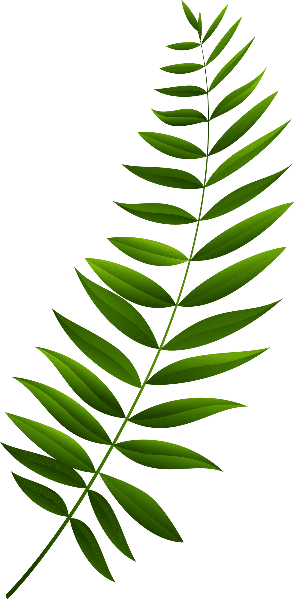 Green Fern Leaf Branch PNG